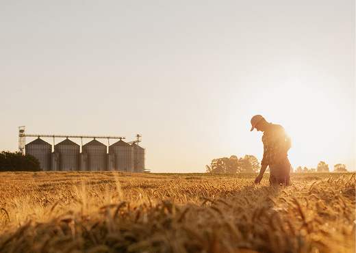Farmer checking crops in field