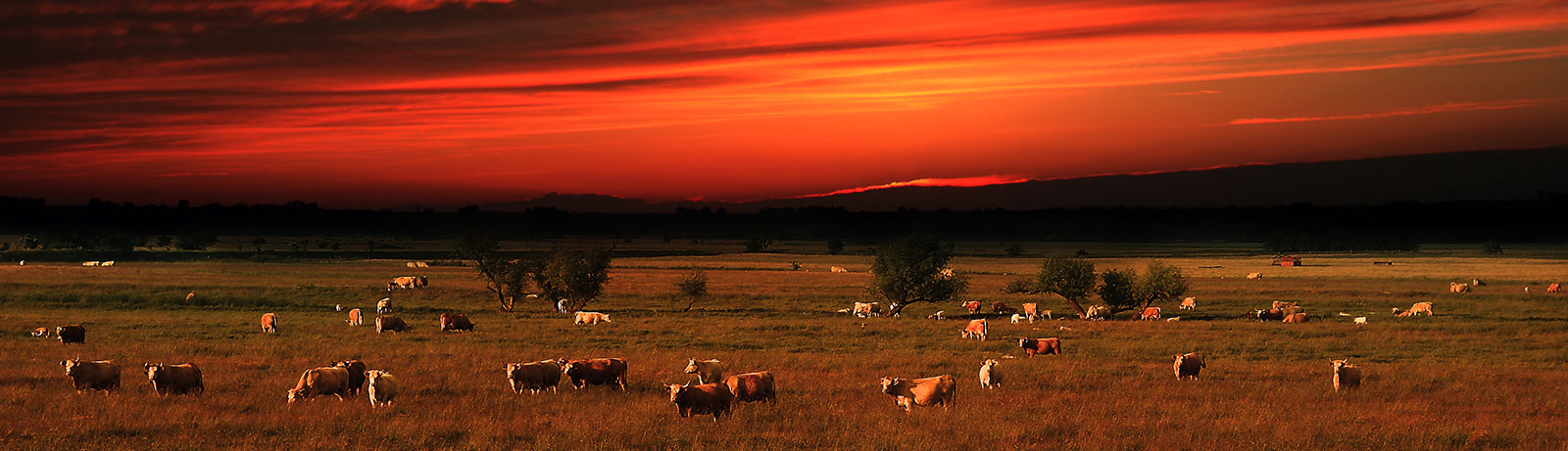 Nebraska farm at sunset