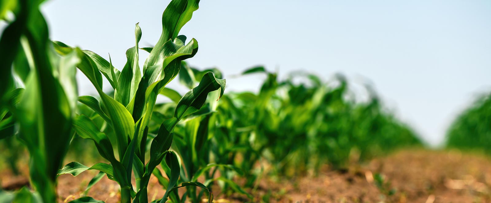 Close up of crops in field