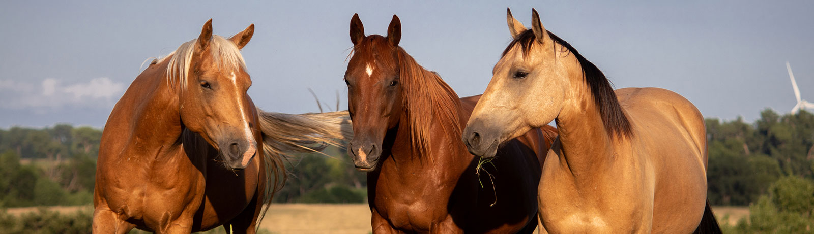 Three horses on farm